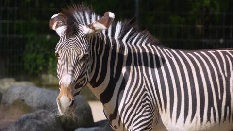 A zebra relaxing  Stock Footage 273639767