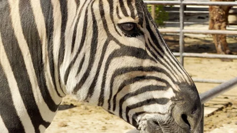 Zebra Resting Chin on Metal Railing in Zoo Enclosure Stock Footage 335397204