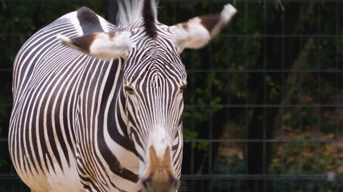 Zebra resting  Video stock 252746278