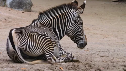 Zebra resting on the ground Stock Footage 252745723