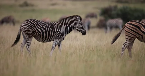 A zebra is resting in the savannah Stock Footage 172551257