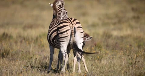 A zebra is resting in the savannah Stock Footage 172551266