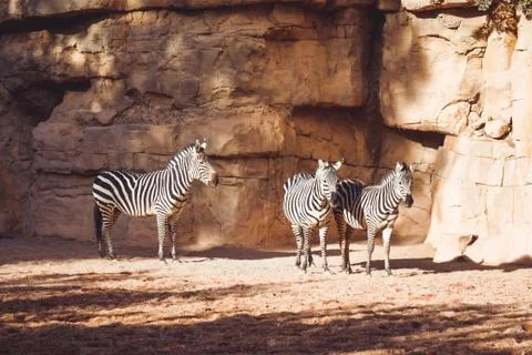 Zebra resting in the sun Stock Photos