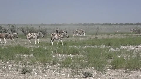 Zebra, Right-to-left walk with two foals in the mix — Part 56 스톡 동영상 320846451