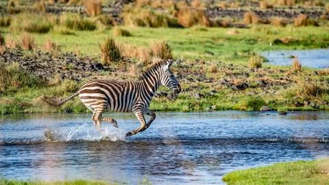 Zebra in the river Stock Photos