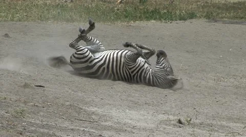 ZEBRA ROLL Video stock 20492037