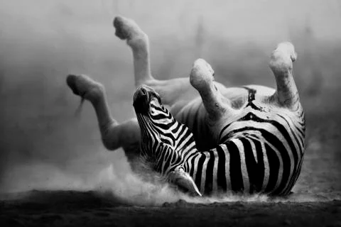 Zebra rolling in the dust Stock Photos