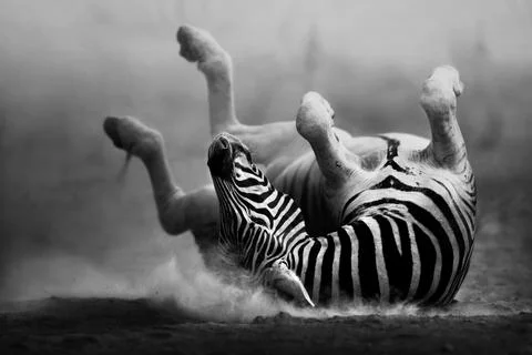 Zebra rolling in the dust Foto stock