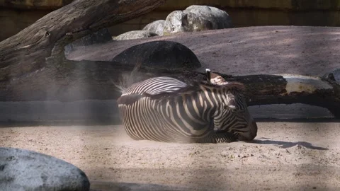 Zebra rolling on the ground Stock Footage 275518126