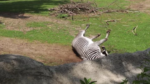 Zebra rolling on the ground in natural habitat Stock Footage 344819116