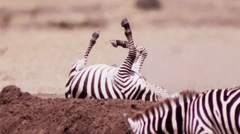 Zebra Rolling on it Back Stock Footage 41605067