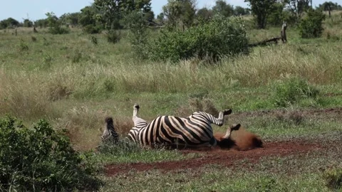 A zebra rolling on its back in the sand. Stock Footage 229602791