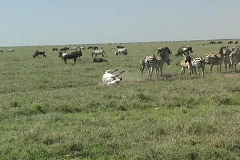 Zebra rolling over Stock Footage 125577