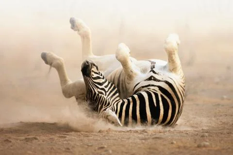 Zebra rolling Stock Photos