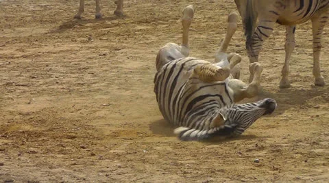 Zebra rolling in sand Stock Footage 22516609