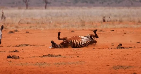 A zebra rolls in the dirt in Kenya Stock Footage 244923802