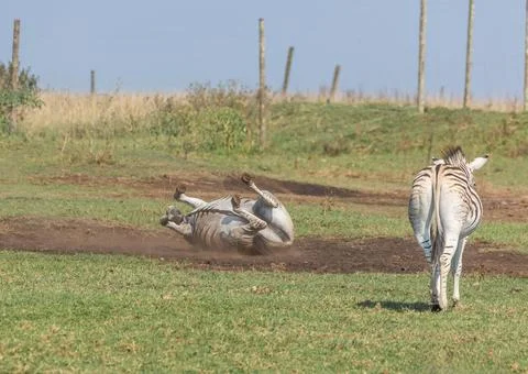 A zebra rolls in a dust bath to remove parasites and clean its coat. Foto stock