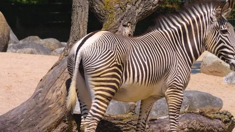Zebra rubbing his bud Stock Footage 256111964