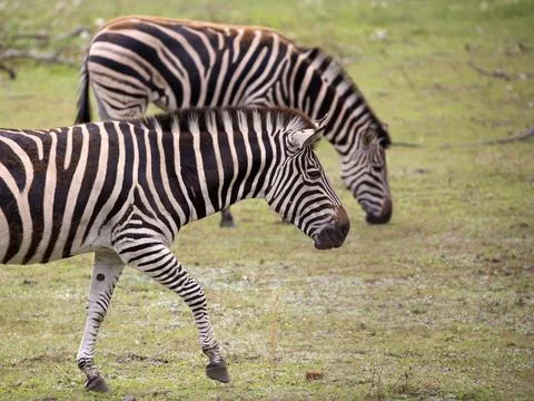 Zebra in the run Stock Photos