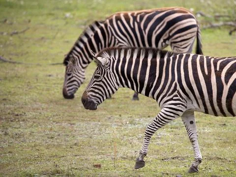 Zebra in the run Stock Photos