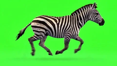 Zebra running  continuously of the middle point in pure clean green screen c Stock Footage 318391063