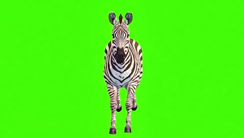 Zebra running continuously of the middle point in pure clean green screen ch 스톡 동영상 318391068