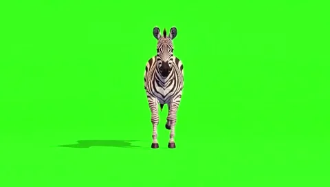 Zebra running continuously of the middle point in pure clean green screen ch 스톡 동영상 318391071