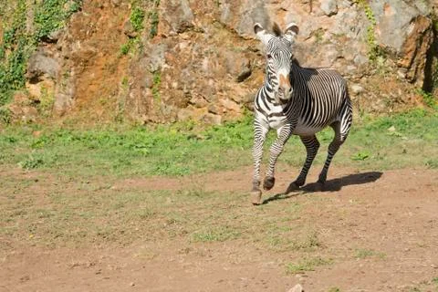 Zebra running free Stock Photos
