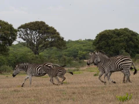 Zebra running in an open field 14 Stock Photos