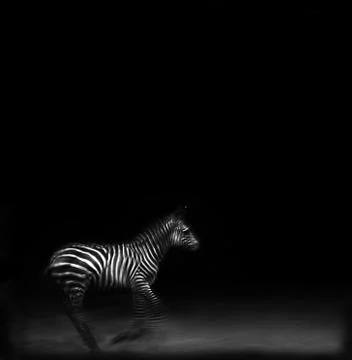 Zebra running Stock Photos