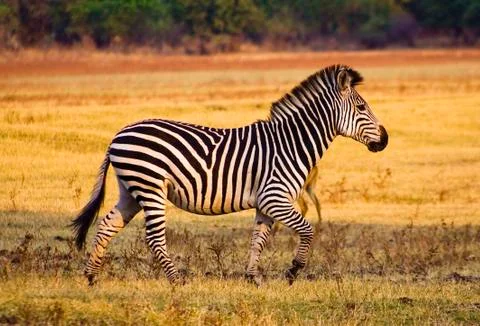 Zebra running Stock Photos