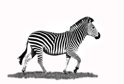 Zebra running Stock Photos