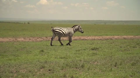 Zebra Running in Slow Motion in Maasai Mara, Kenya Stock Footage 40956121