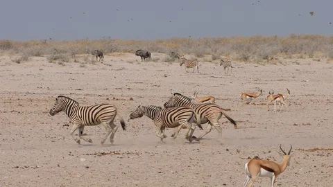Zebra running through salt pan plain of Etosha National Park, Namibia Stock Footage 106351027