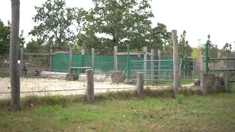 Zebra rush in a zoo Stock Footage 70110792