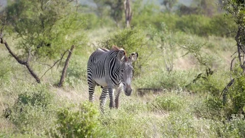 Zebra in Samburu Stock Footage 79071154