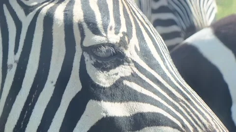 Zebra in savanna Stock Footage 50555201
