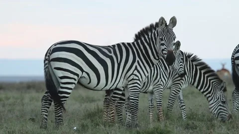 Zebra at savannah Stock Footage 142824894