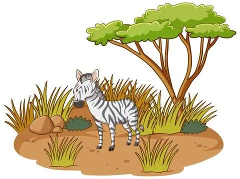 Zebra in savannah forest on white background Stock Illustration
