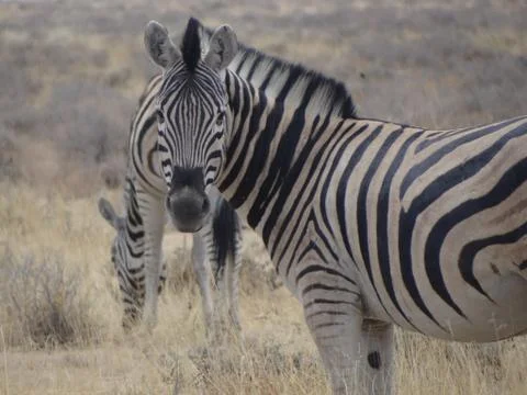 A zebra in the savannah of Namibia Stock Photos