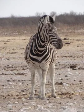 A zebra in the savannah of Namibia Stock Photos