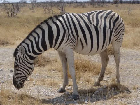 A zebra in the savannah of Namibia Stock Photos