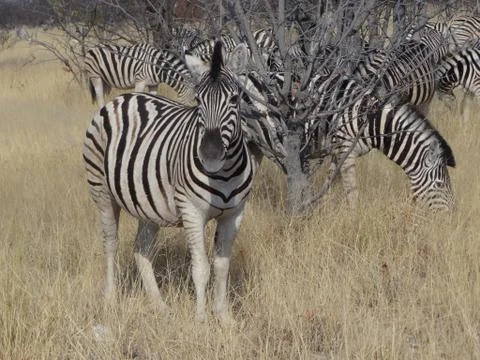 A zebra in the savannah of Namibia Stock Photos