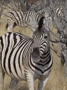 A zebra in the savannah of Namibia Foto stock