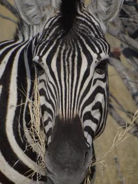 A zebra in the savannah of Namibia Stock Photos