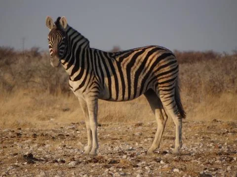 A zebra in the savannah of Namibia Stock Photos