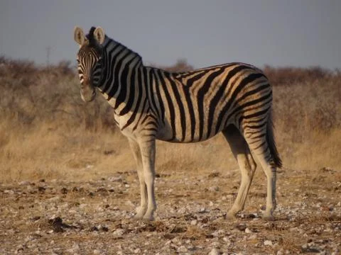 A zebra in the savannah of Namibia Stock Photos