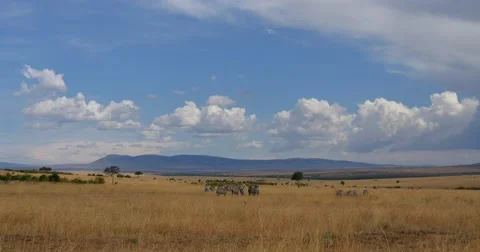 Zebra Scenic Stock Footage 60612950