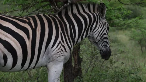 A zebra scratches its neck and shoulders against an acacia thorn tree. Stock Footage 304724941