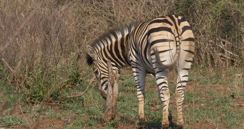 Zebra scratching on dead tree Stock Footage 90537240